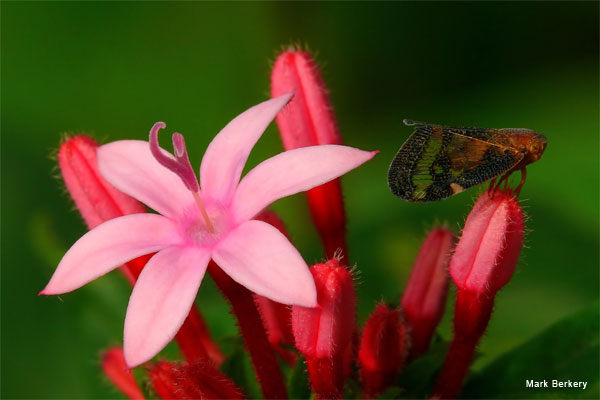 Shy Fly by Mark Berkery