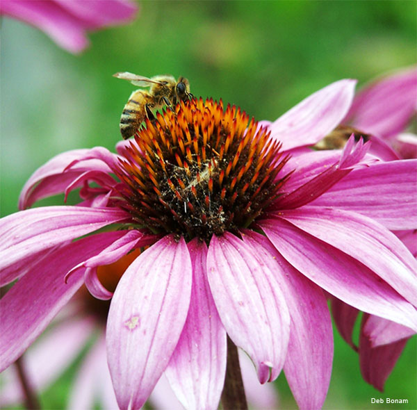 Bee on Coneflower by Deb Bonam