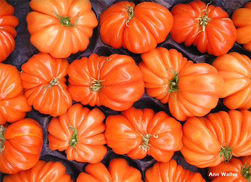 Tomatoes in France by Ann Waller