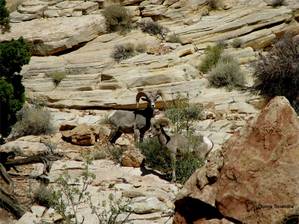 Desert Sheep by Donna Sciandra